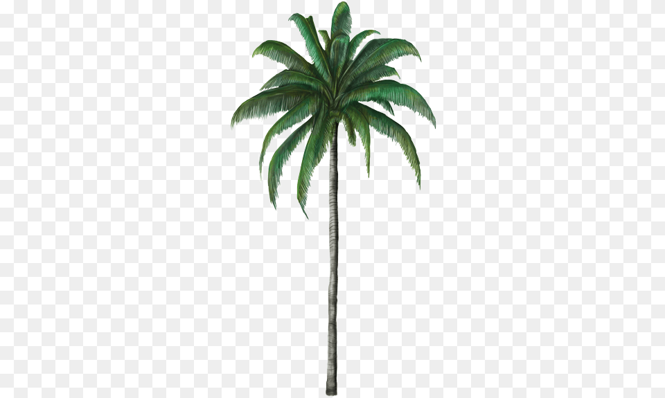 Attalea Speciosa, Palm Tree, Plant, Tree Free Png
