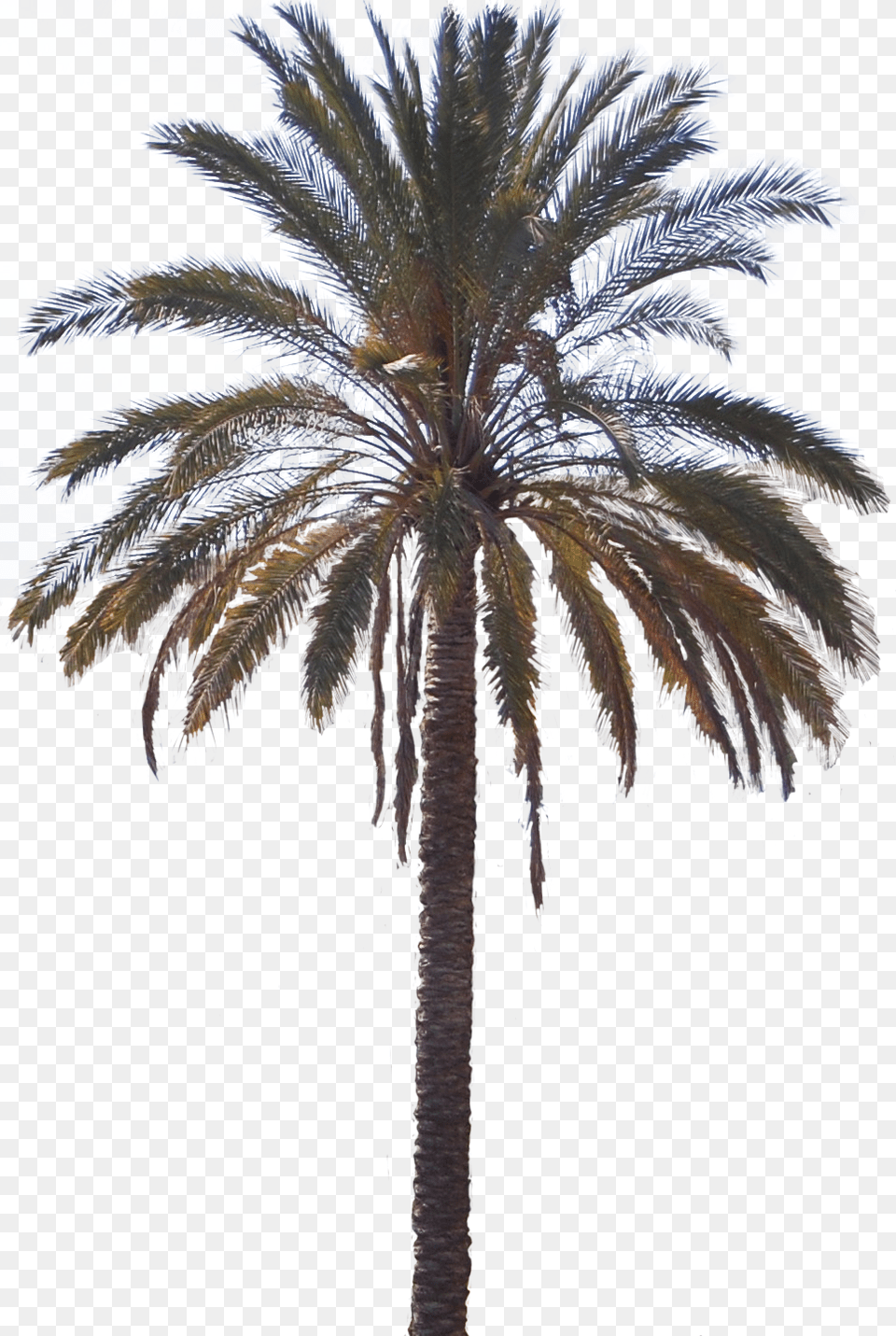 Attalea Speciosa, Palm Tree, Plant, Tree, Summer Png Image