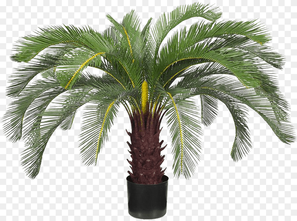 Attalea Speciosa, Palm Tree, Plant, Tree Png