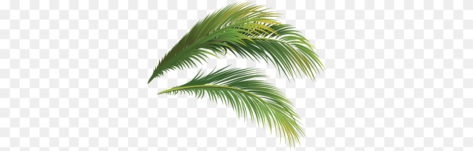 Attalea Speciosa, Leaf, Palm Tree, Plant, Tree Free Transparent Png