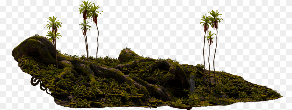 Attalea Speciosa, Vegetation, Tree, Plant, Moss Png
