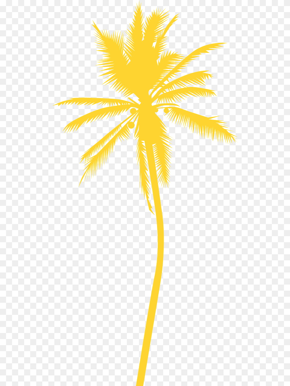 Attalea Speciosa, Palm Tree, Plant, Tree, Cross Free Png
