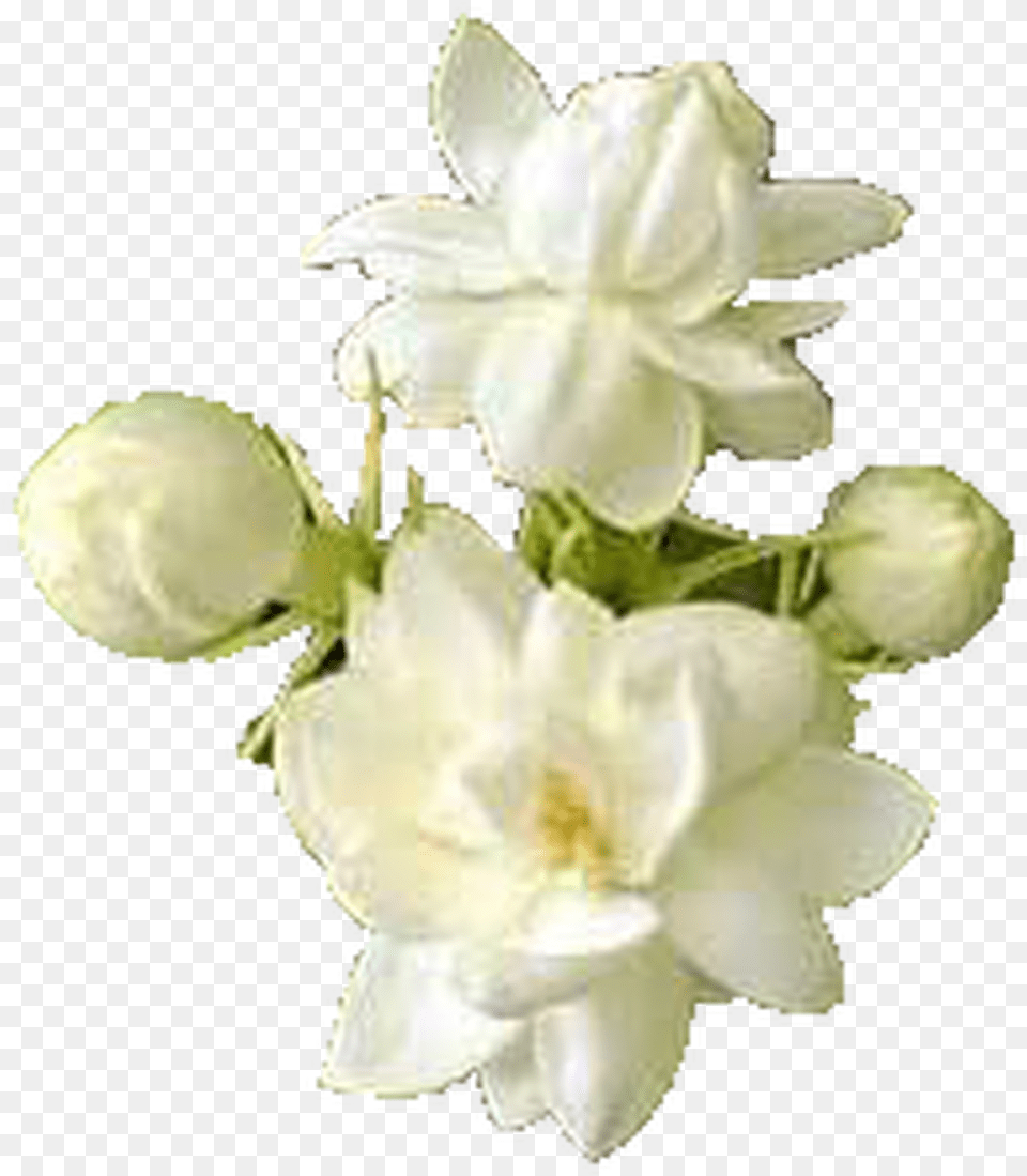 Attar Mist Mogra Perfume Oil Made From Mogra Flowers Mogra Flower, Petal, Plant, Flower Arrangement, Flower Bouquet Free Png Download