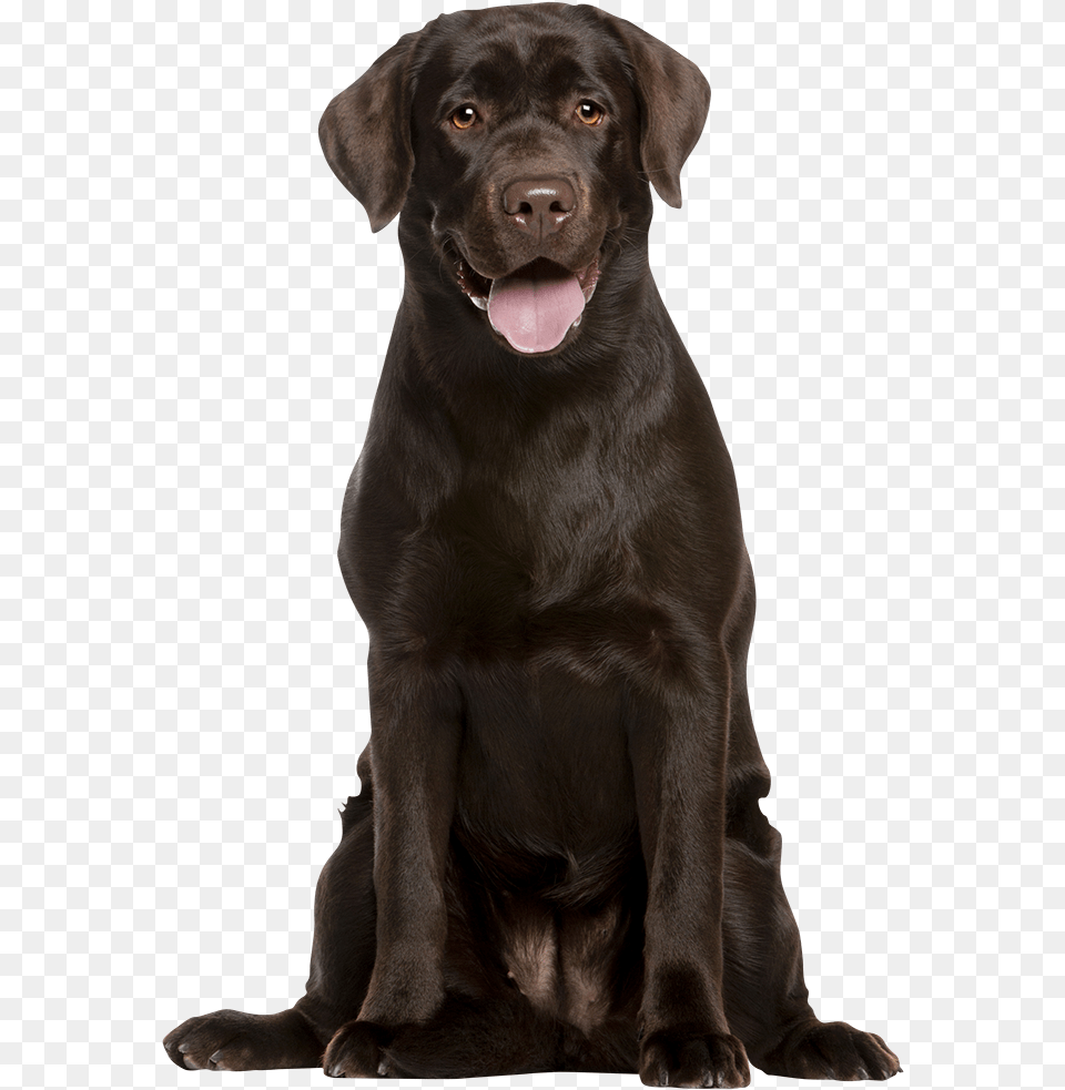 Attentive Chocolate Labrador Retreiver Labrador, Animal, Canine, Dog, Labrador Retriever Free Png Download