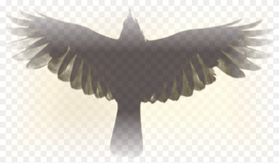 Attic Bald Eagle, Animal, Bird, Blackbird Png