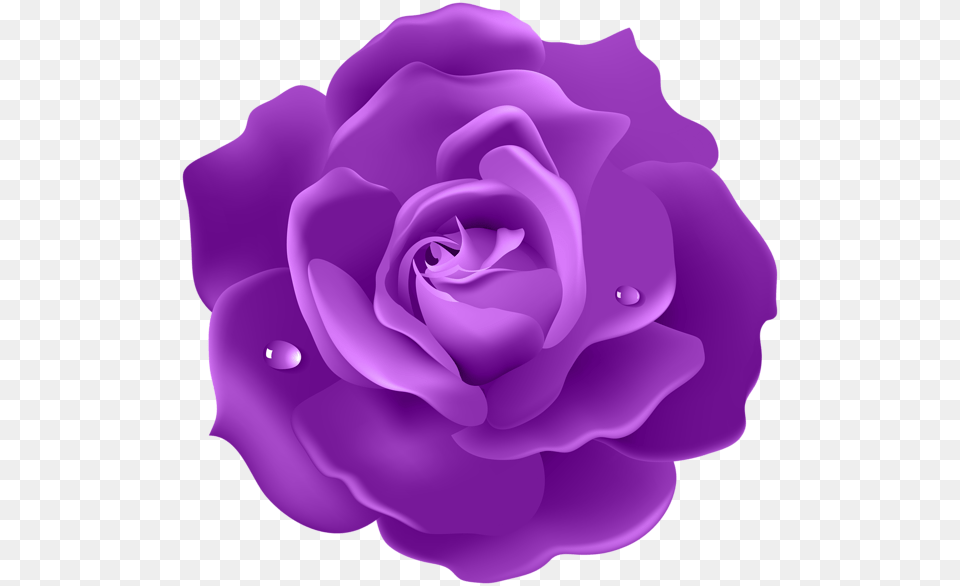 Attn Joaquin Rodrigo Rodrigo Spanish Night, Flower, Plant, Rose Free Png