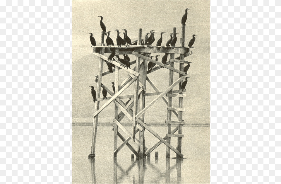 Attracted Cormorants To The Region And Fish Predation Barbed Wire, Animal, Bird, Cormorant, Waterfowl Free Png Download