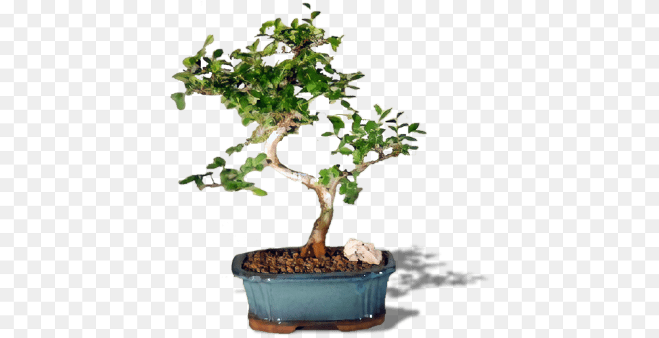 Attractive Chinese Elm Bonsai Tree Chinese Elm Bonsai Trees, Plant, Potted Plant Png