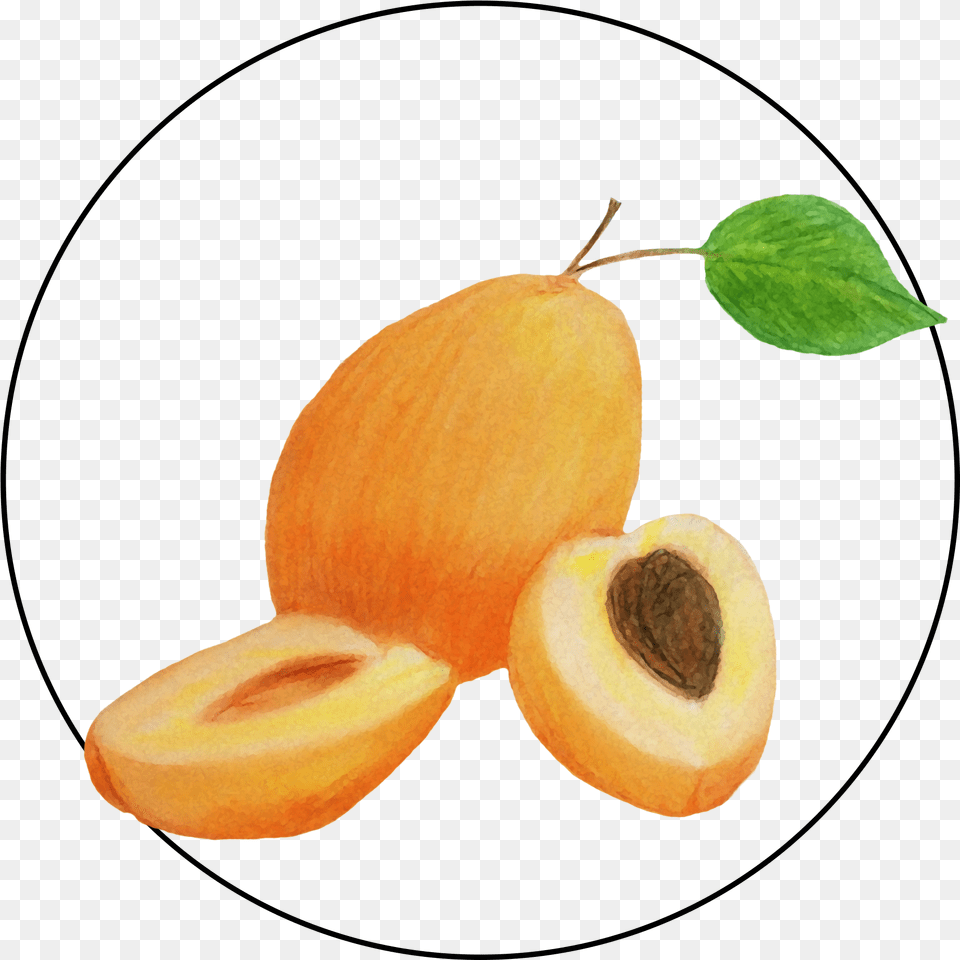 Attribute Motif Apricot, Food, Fruit, Plant, Produce Free Transparent Png