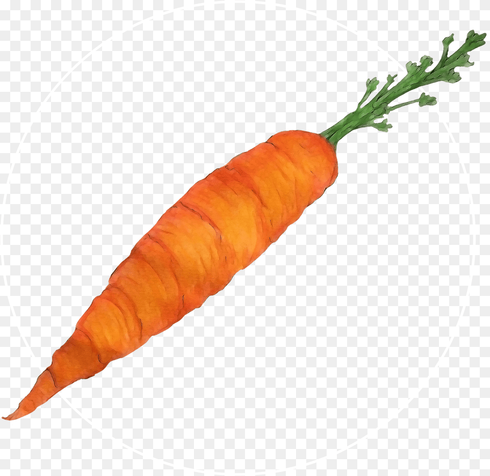 Attribute Motif Carrot White Baby Carrot, Food, Plant, Produce, Vegetable Free Png Download