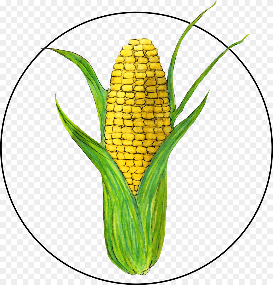Attribute Motif Corn Corn Kernels, Food, Grain, Plant, Produce Free Png Download