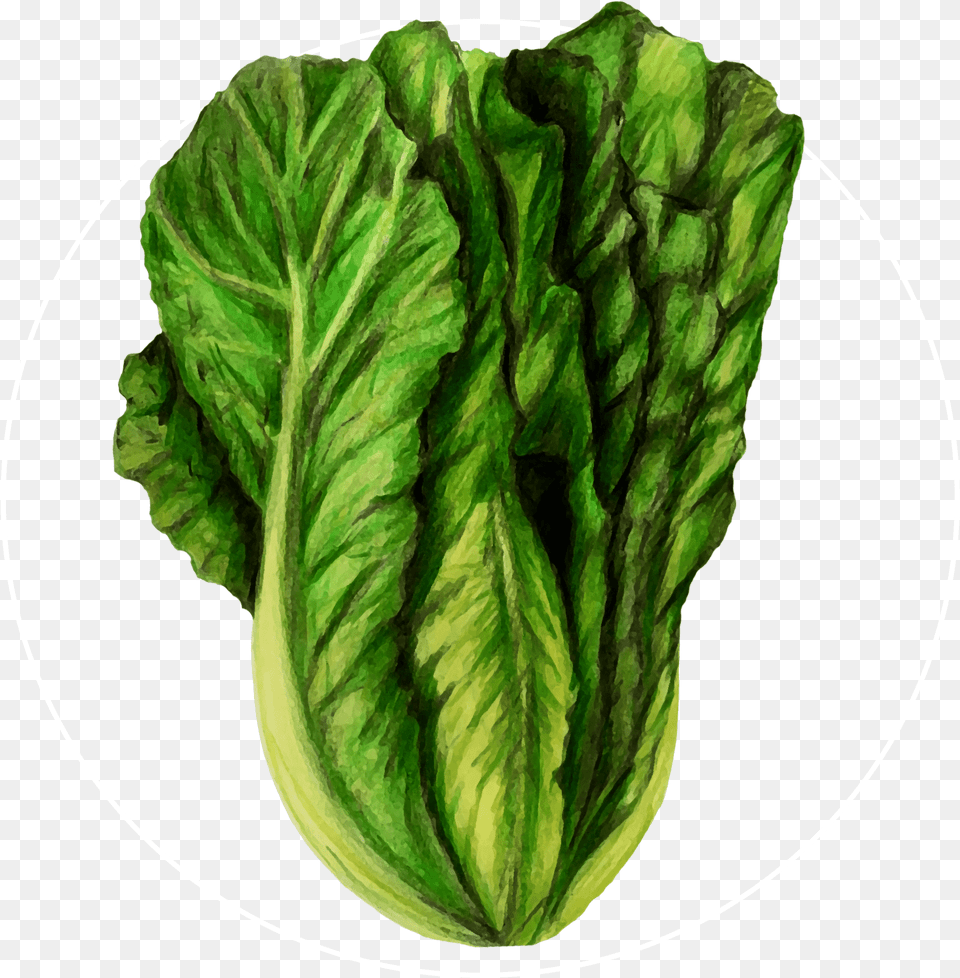 Attribute Motif Lettuce White Chard, Food, Plant, Produce, Vegetable Free Png