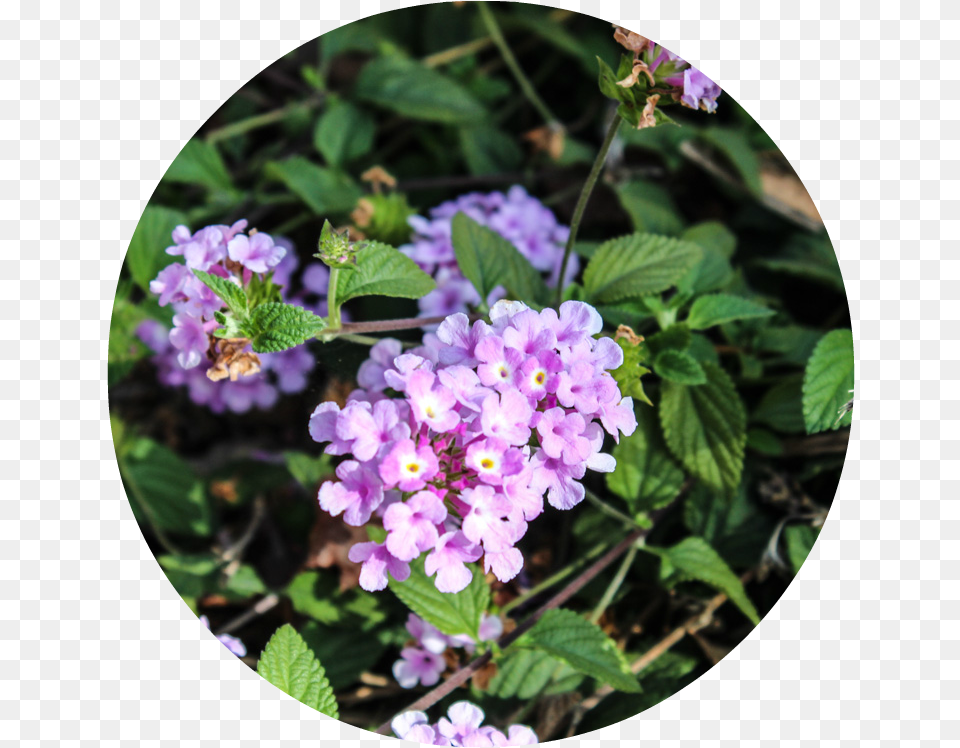 Aubretia, Flower, Geranium, Plant, Petal Free Png