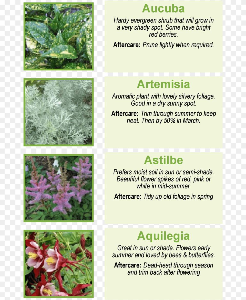 Aucuba Hardy Evergreen Shrub That Will Grow In A Very Astilbe Chinensis, Vegetation, Plant, Herbal, Herbs Png Image