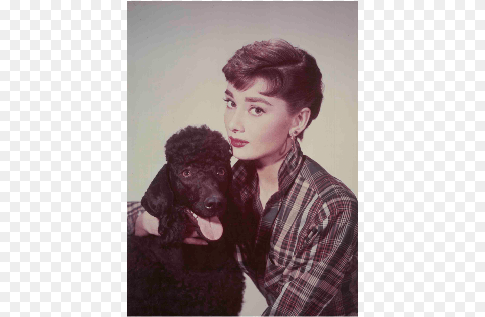 Audrey Hepburn Audrey Hepburn Poodle, Portrait, Photography, Face, Head Png Image