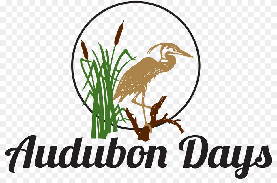 Audubon Days, Animal, Bird, Waterfowl, Crane Bird Png