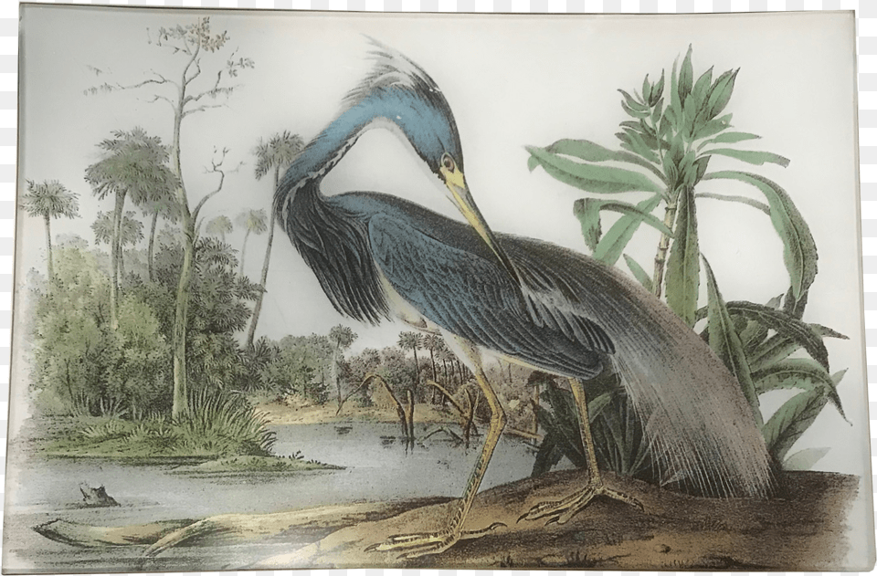 Audubon Louisiana Heron, Animal, Bird, Waterfowl, Art Free Transparent Png