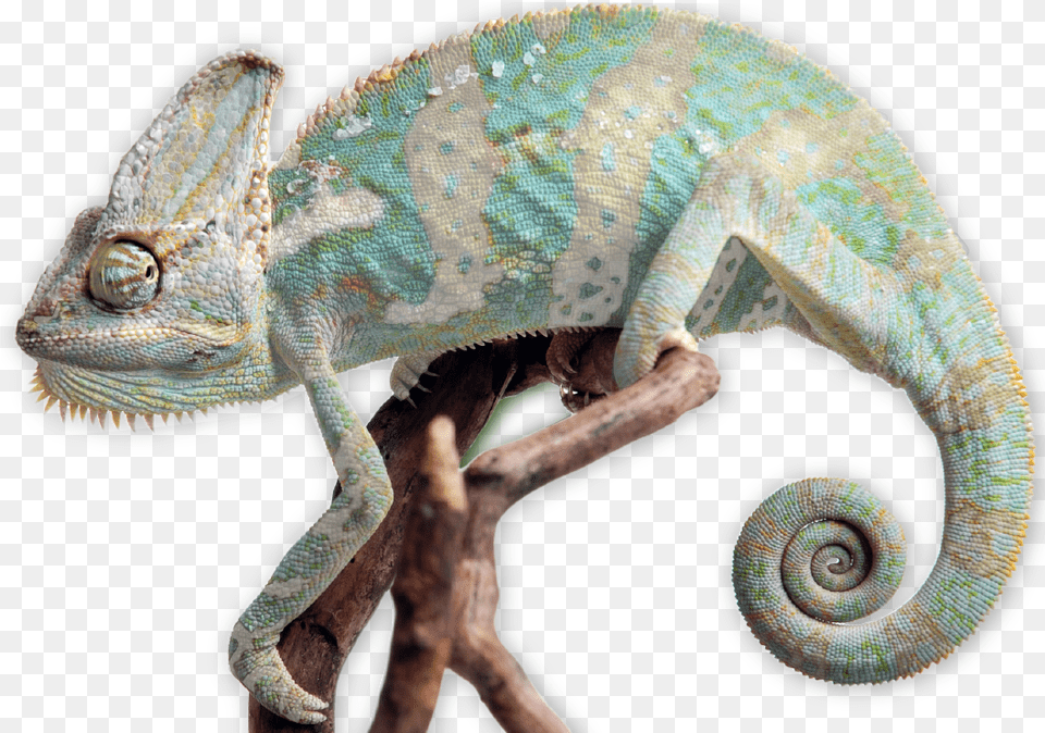 Aug Chameleon Portable Network Graphics, Animal, Lizard, Reptile, Iguana Free Png