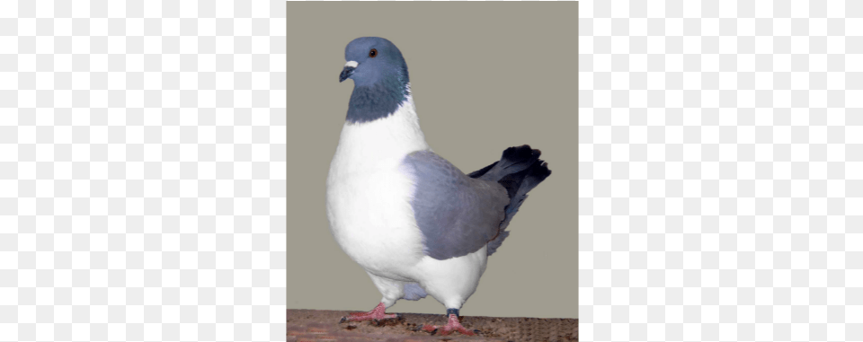 Aug Strasser Pigeon, Animal, Bird, Dove Free Png Download