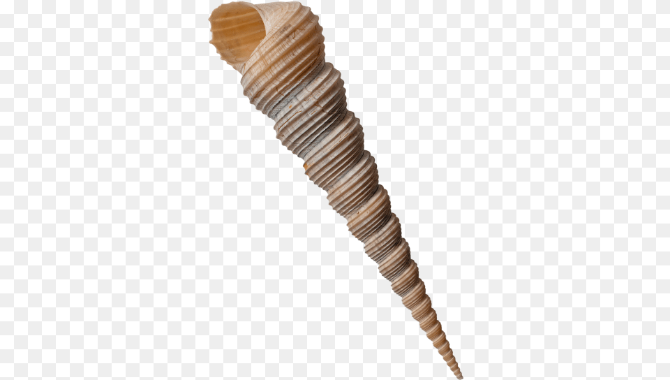 Auger Shell Portable Network Graphics, Animal, Invertebrate, Sea Life, Seashell Png Image