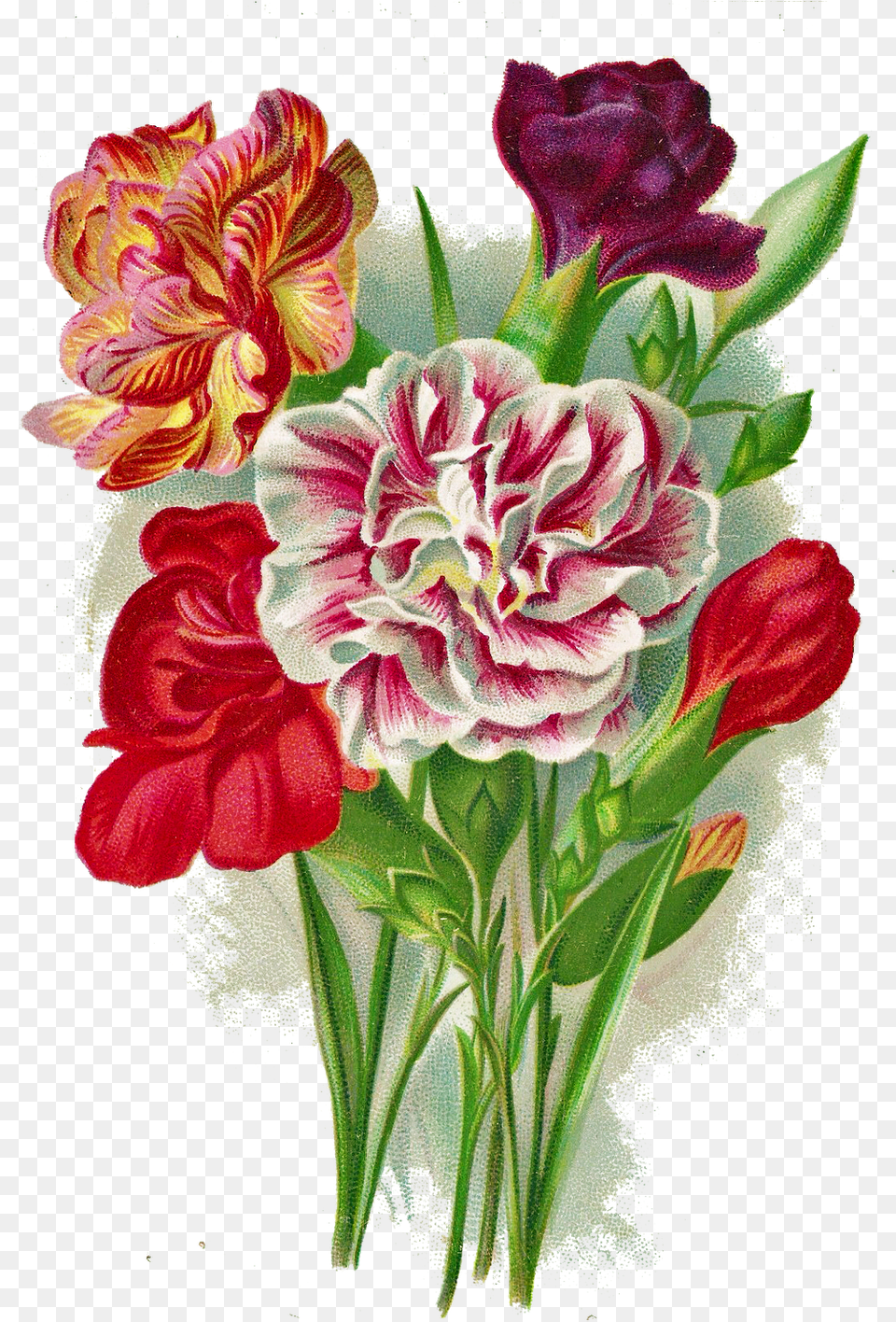 Auguri Di Buon Onomastico Antonio, Flower Arrangement, Plant, Dahlia, Flower Free Png