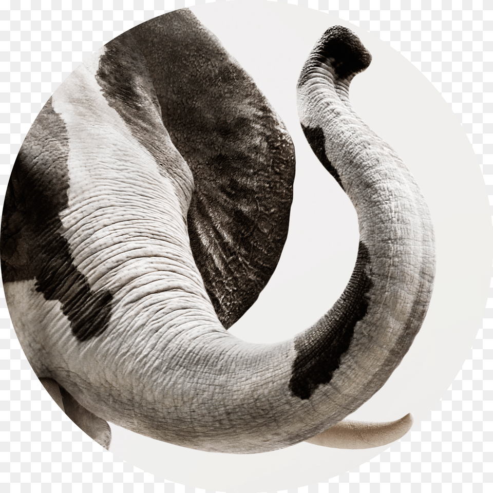 Auiki Reggio Emilia Italy African Elephant, Animal, Mammal, Photography, Wildlife Png Image