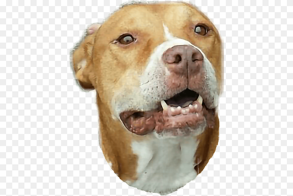 Auntstacie Smile Ijoketocope Yep, Animal, Bulldog, Canine, Dog Png Image