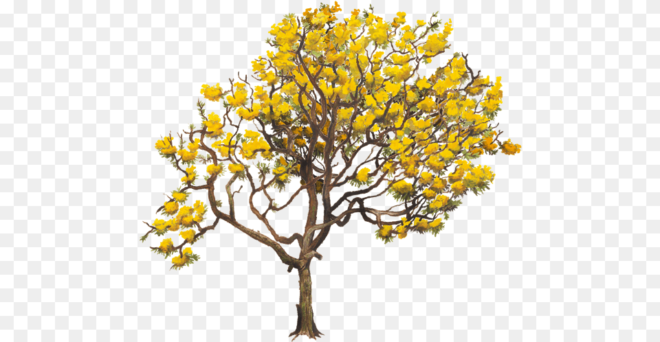 Aurea Tabebuia Tree Yellow Chrysantha Twig Clipart Tabebuia, Flower, Plant, Flower Arrangement, Flower Bouquet Free Transparent Png