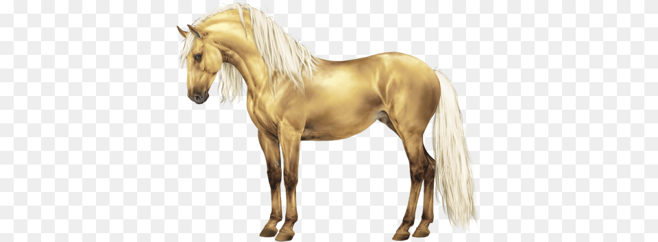 Aureola 83 35 Horse, Animal, Mammal, Stallion, Colt Horse Free Png