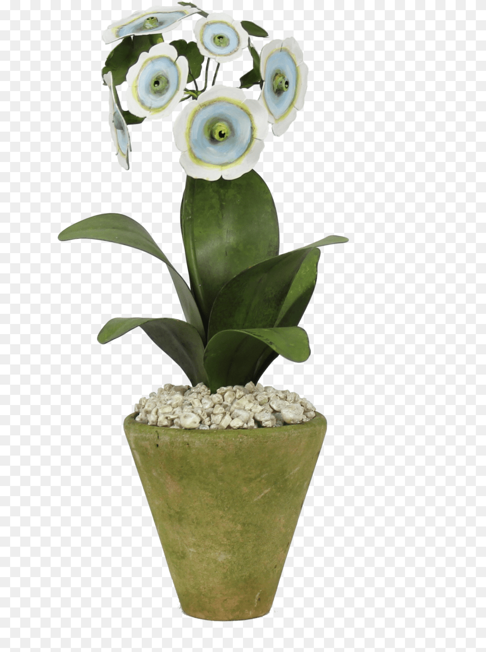 Auricula, Flower, Flower Arrangement, Plant, Potted Plant Png Image