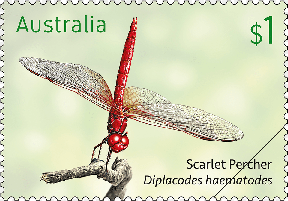 Aus Post May Gibbs, Animal, Insect, Invertebrate, Dragonfly Free Png