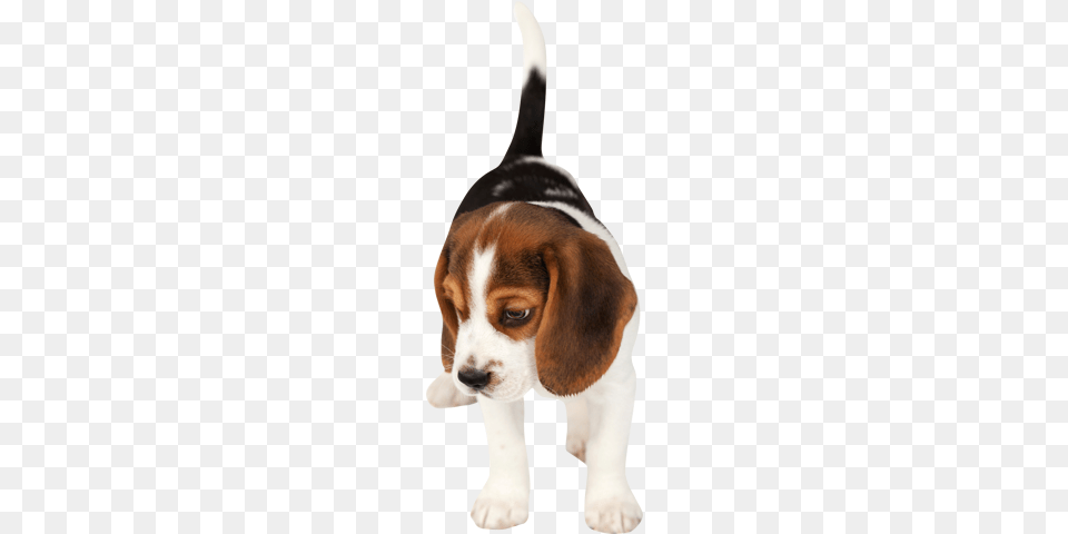 Austin Tx Veterinarian Puppy Animal, Canine, Dog, Hound Free Transparent Png