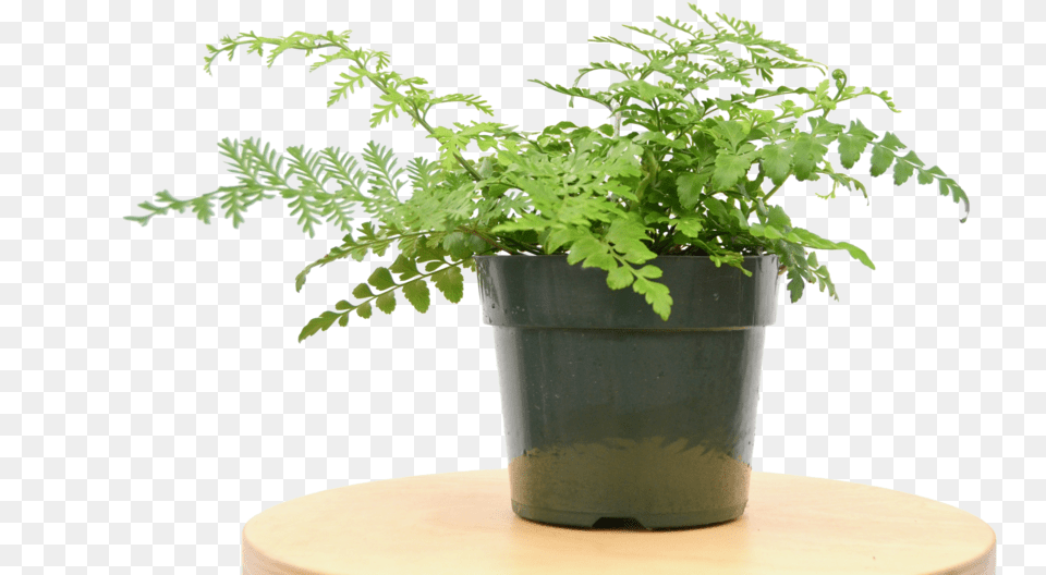 Austral Gem Fern Flowerpot, Plant, Potted Plant, Pottery Free Png Download
