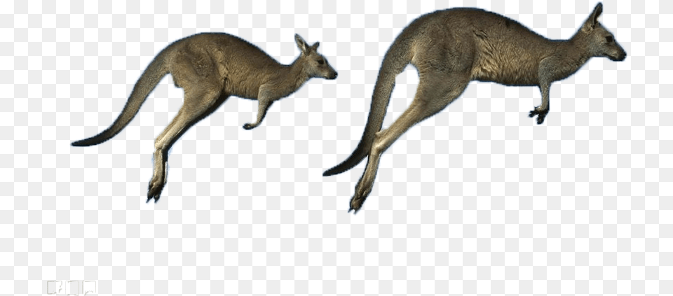 Australia Eastern Kangaroo Grey Running Western Kangaroos Belmont, Animal, Mammal Free Png