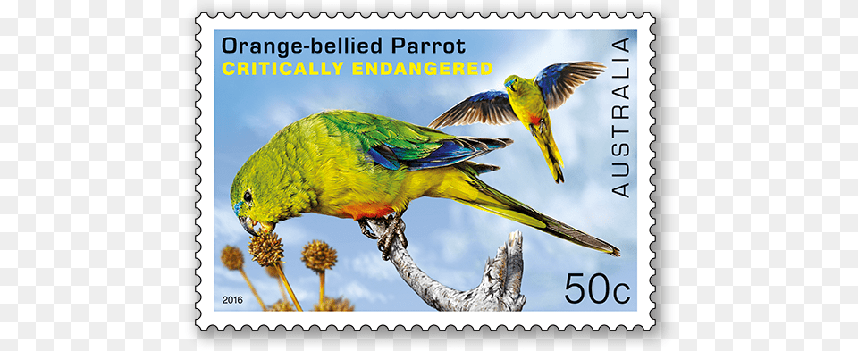 Australia Endangered Animals Stamps, Animal, Bird, Postage Stamp, Parrot Png