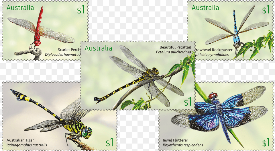 Australia Post Dragonfly Stamps, Art, Collage, Animal, Insect Png Image