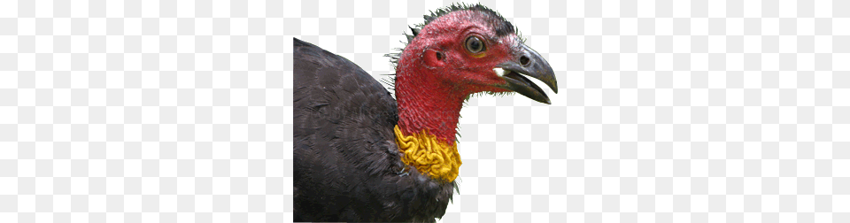 Australian Bird Photos Images Web Photo Gallery Nsw Bush Turkey No Background, Animal, Beak, Vulture, Fowl Free Png