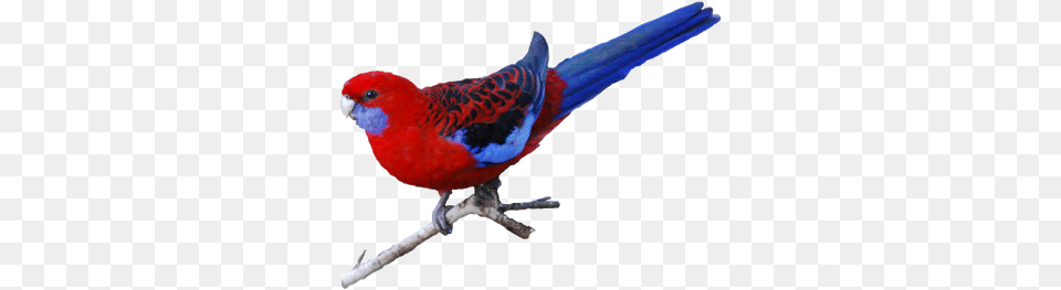 Australian Bird Photos Images Web Photo Gallery Nsw Crimson Rosella Transparent Background, Animal, Parrot, Parakeet Png