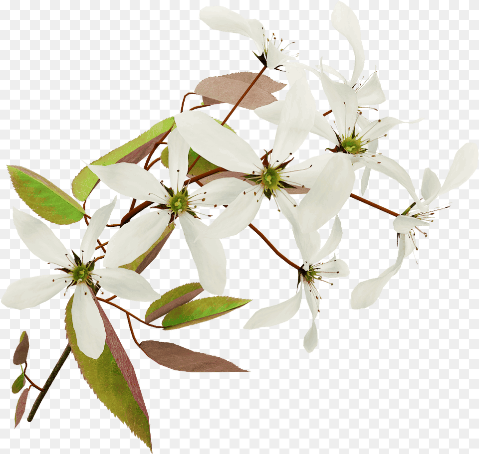 Australian Blossoms Transparent, Flower, Plant, Petal, Pollen Png