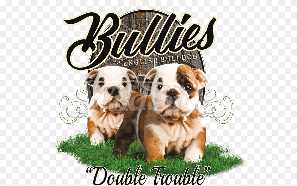 Australian Bulldog, Animal, Canine, Dog, Mammal Png Image