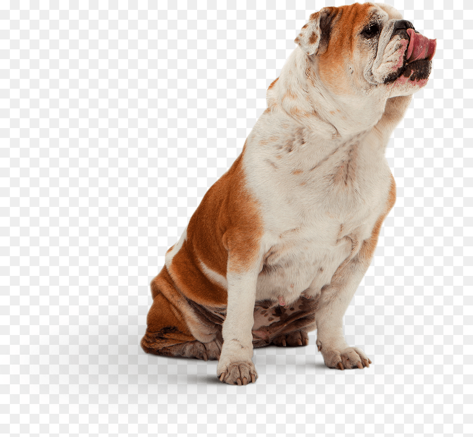 Australian Bulldog, Animal, Canine, Dog, Mammal Png Image