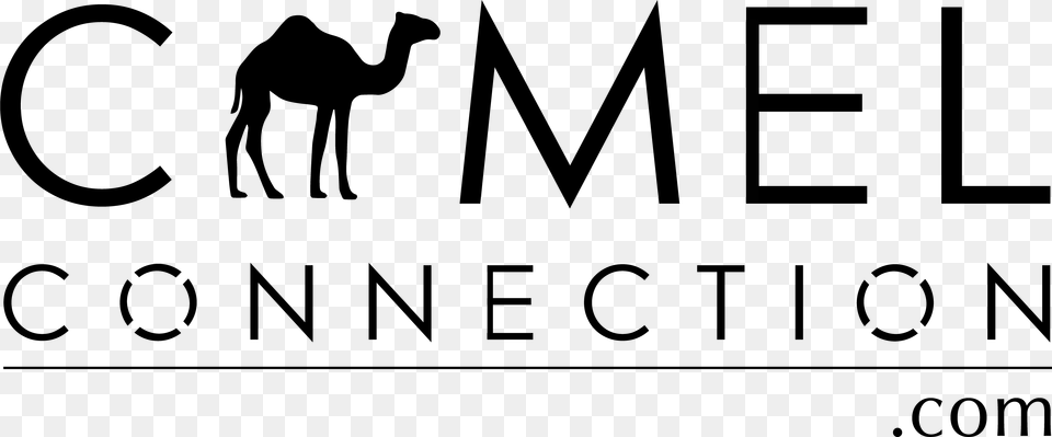 Australian Camels Australian Camels Clipart Arabian Camel, Gray, Lighting Free Transparent Png