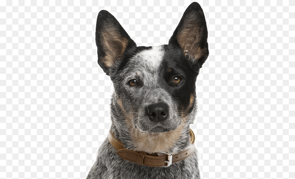 Australian Cattle Dog Face, Animal, Canine, Mammal, Pet Png Image