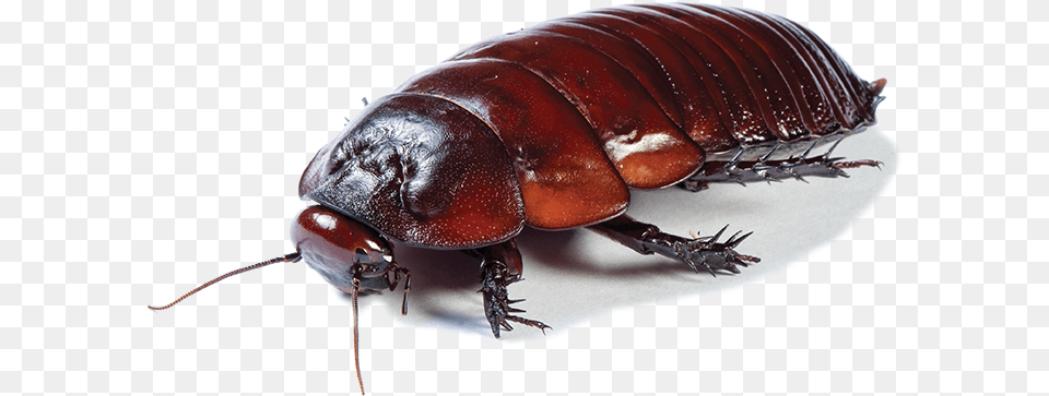 Australian Cockroach, Animal, Insect, Invertebrate Free Png