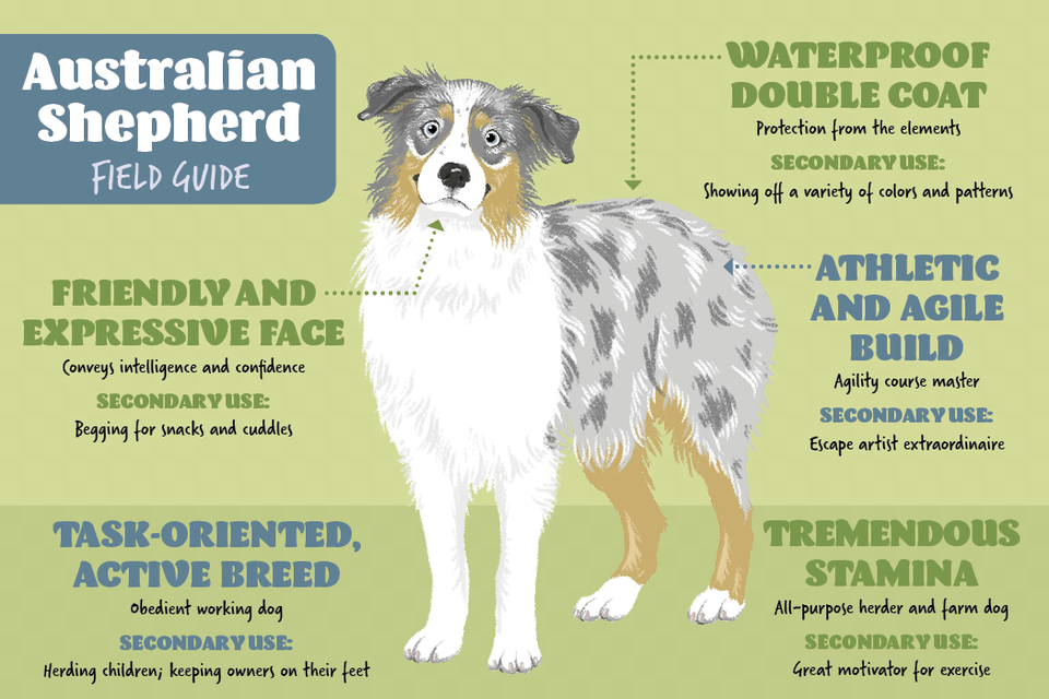 Australian Collie, Advertisement, Poster, Animal, Canine Free Transparent Png