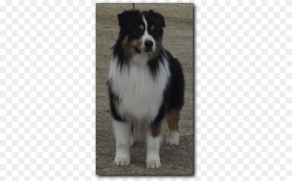 Australian Collie, Animal, Canine, Dog, Mammal Free Transparent Png