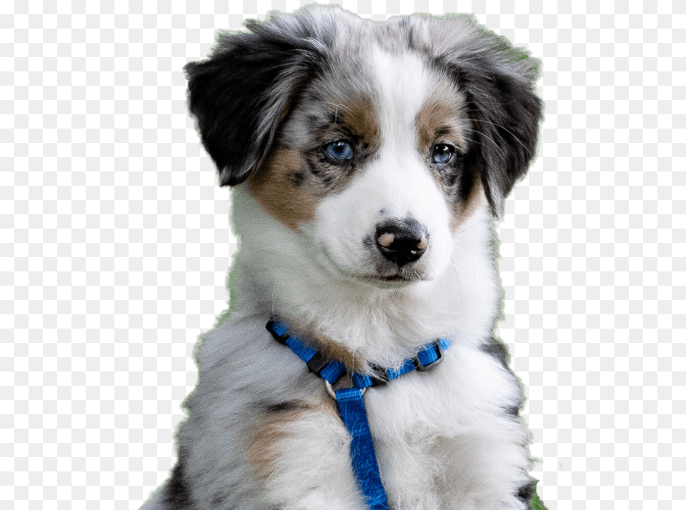 Australian Collie, Animal, Canine, Dog, Mammal Png Image