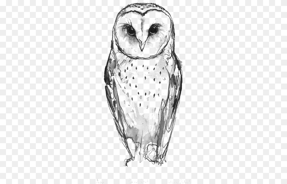 Australian Drawing Barn Owl Small Barn Owl Tattoo, Animal, Bird, Adult, Wedding Free Png