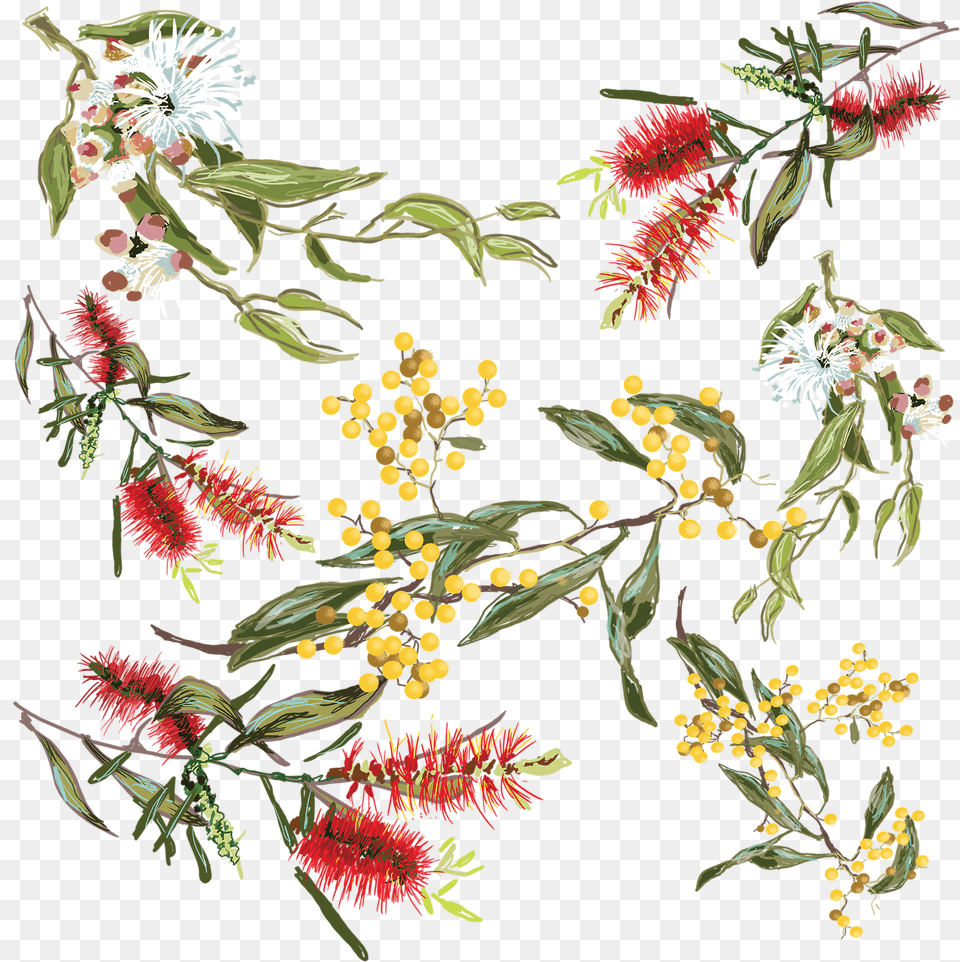 Australian Drawing Waratah Picture Drawing Native Australian Flowers, Plant, Art, Pattern, Floral Design Free Transparent Png