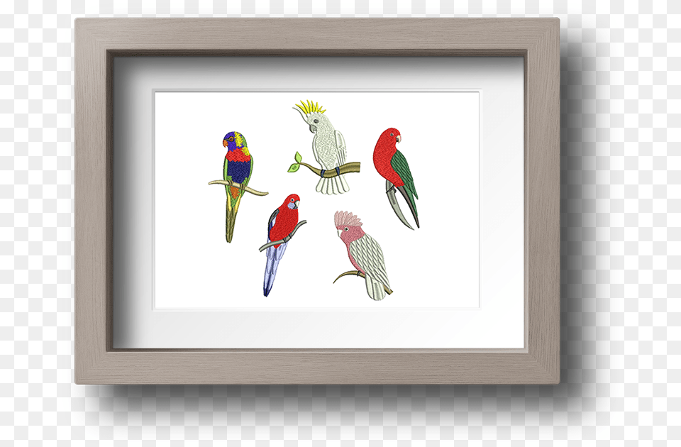 Australian Exotic Birds Machine Embroidery Designs Picture Frame, Animal, Bird, Parrot, Parakeet Free Png Download